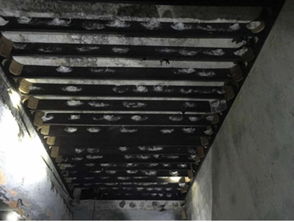 香港益巢燕窩創(chuàng)始人劉海霞馬來西亞工廠燕屋考察